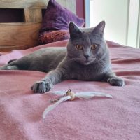 Elli im Spielmodus abwartend