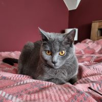 Umi liegt auf dem bett, bereit zum Spielen