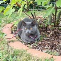 Umi liegt im Garten unter der Feige